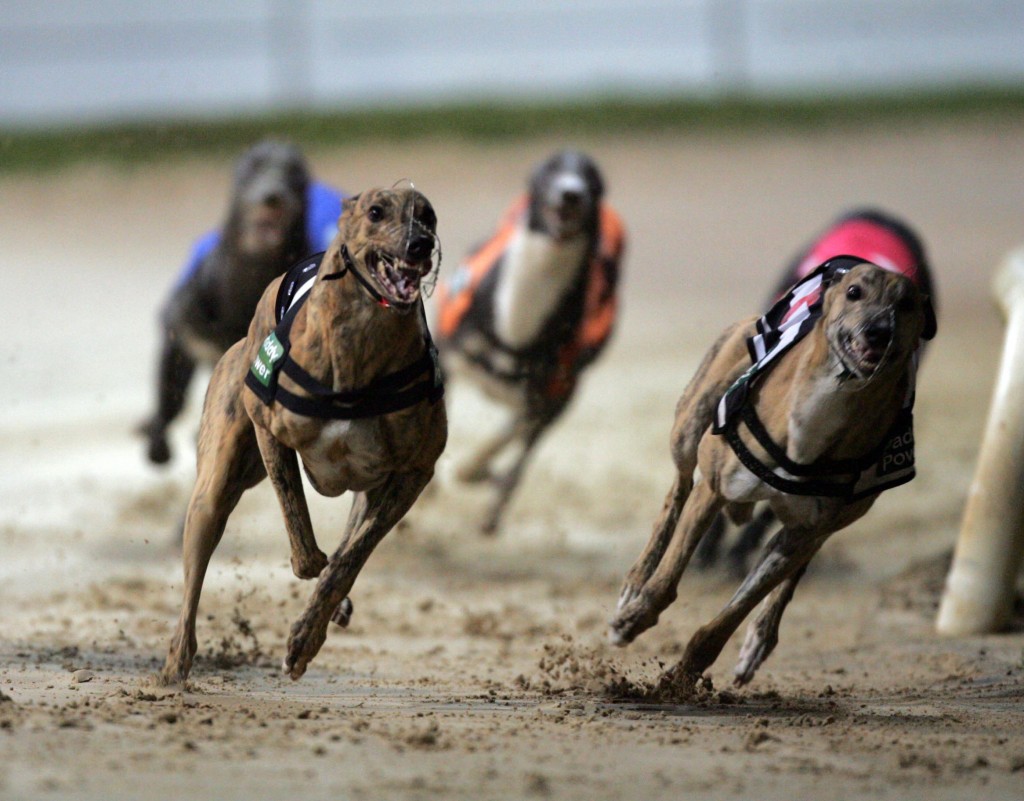 biggest-greyhound-races-betting-offers-uk