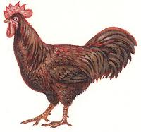 HEN